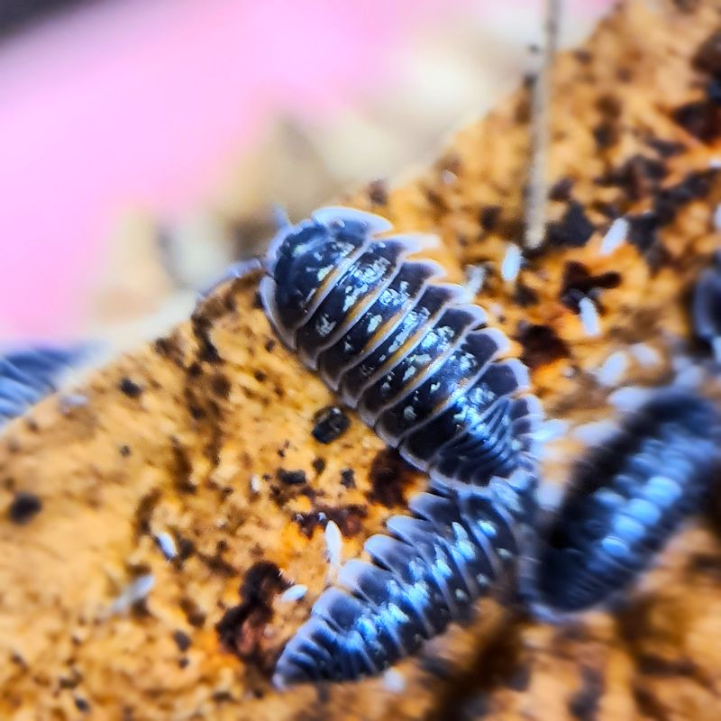 Armadillidium Ponalense