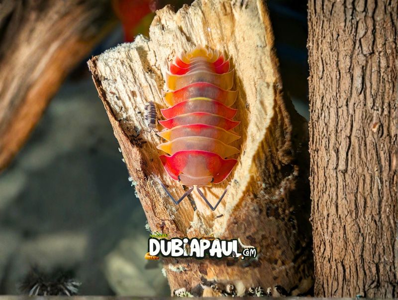 Ardentiella Sp "Aurora"