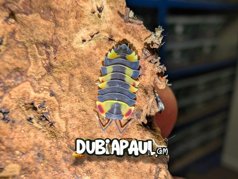 Ardentiella Sp "Yellow Pastel"
