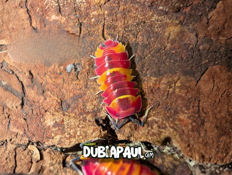 Ardentiella Sp "Scarlet"