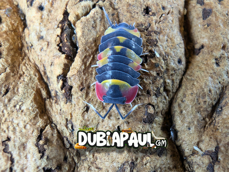 Ardentiella Sp "Quadcolor"
