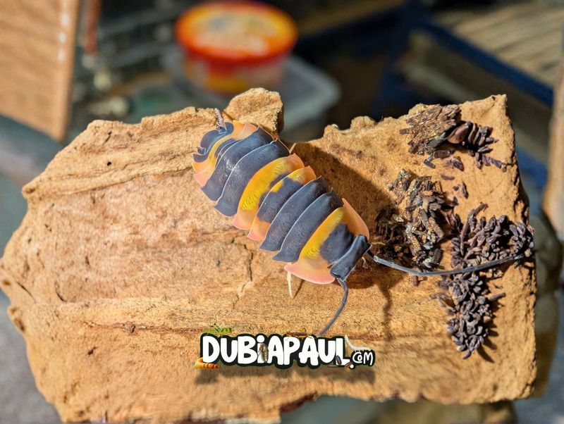 Ardentiella Sp "Pink Phoenix"