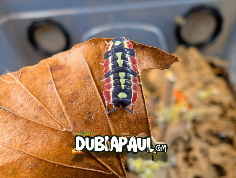Ardentiella Sp "Red Diablo"