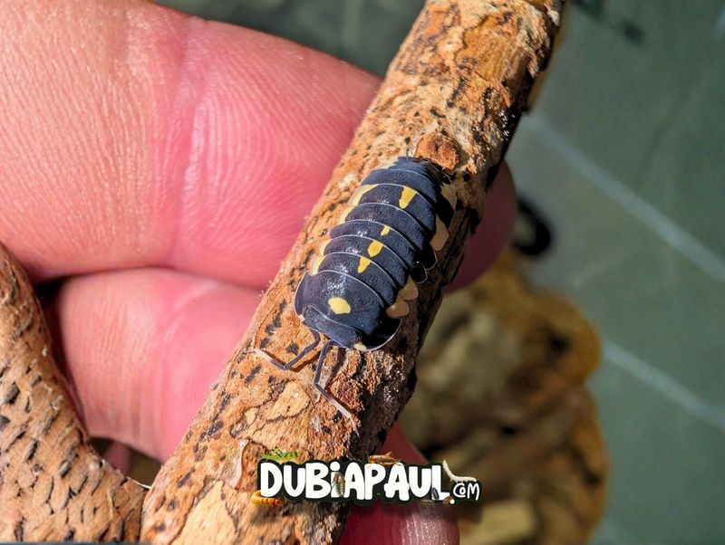 Ardentiella Sp "Diablo Classic"