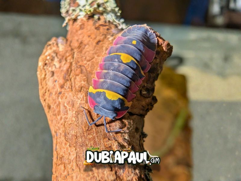 Ardentiella Sp "Diablo Crimson"