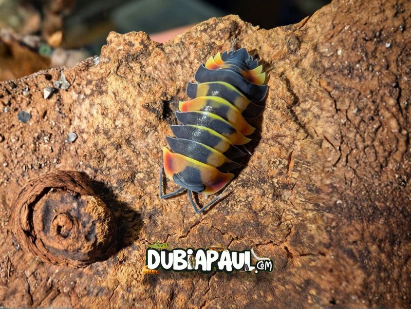 Ardentiella Sp "Dark Pastel"