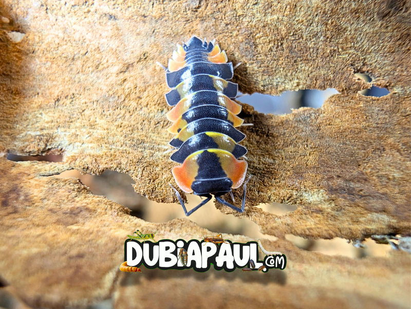 Ardentiella Sp "Phoenix Pastel-Peach"