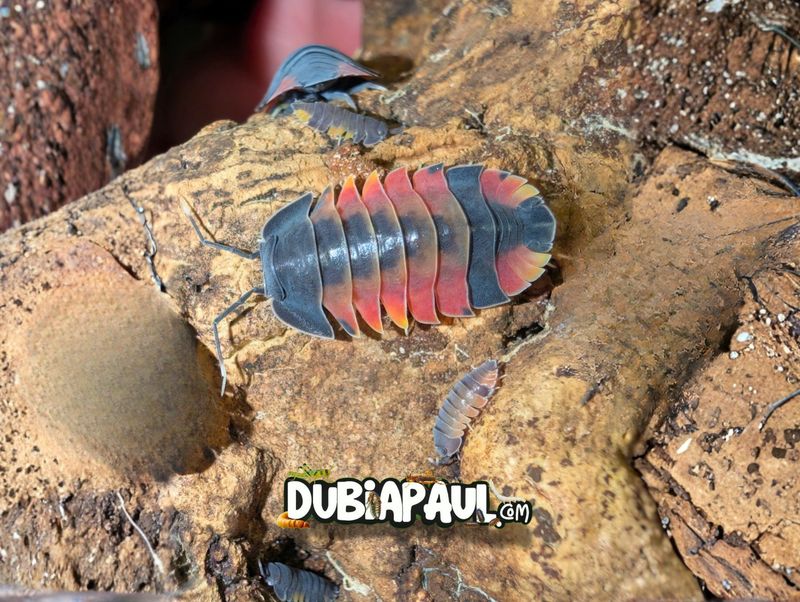 Ardentiella Sp "Lava Pastel-Red"