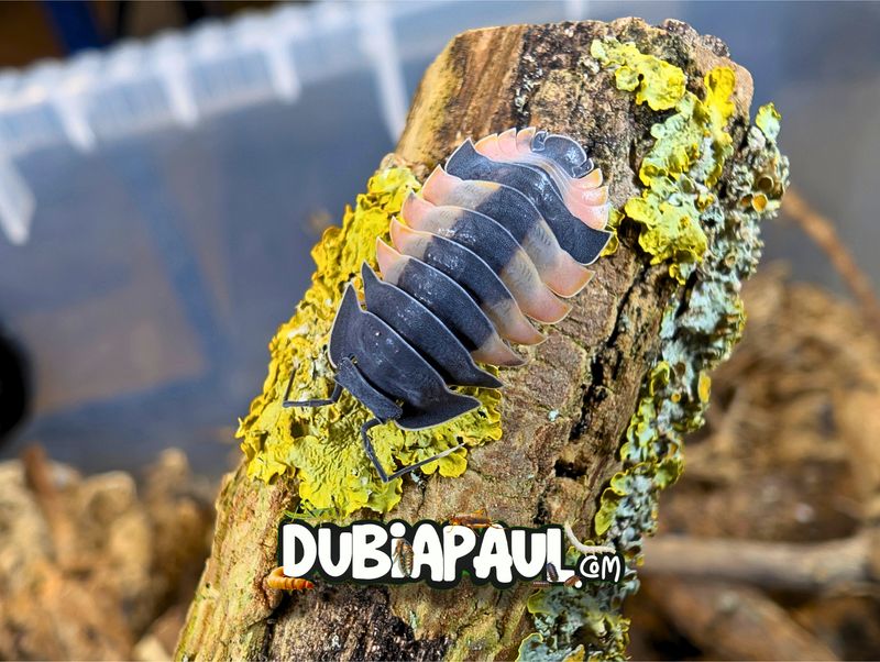 Ardentiella Sp "Lava Pastel-Pink"