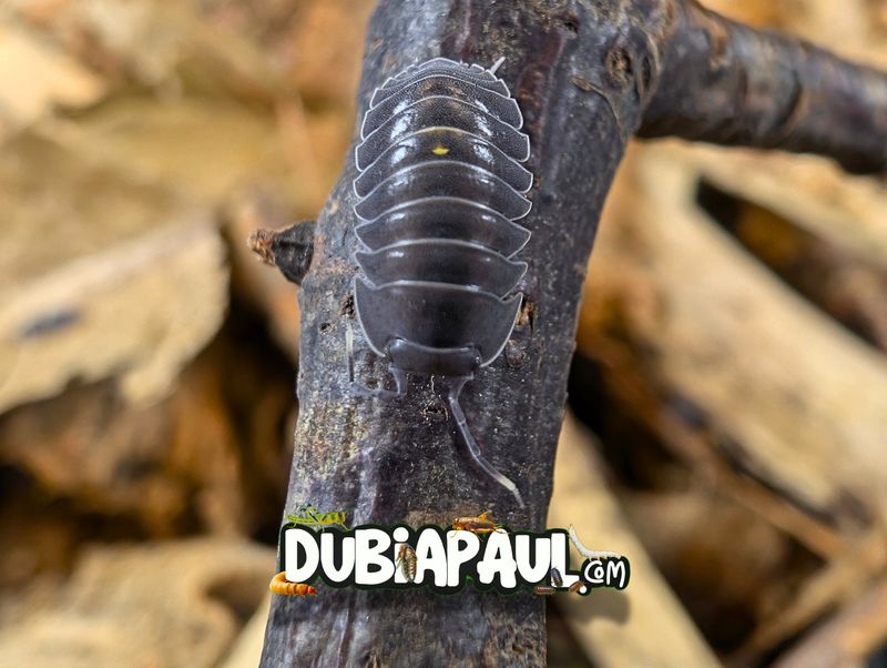 Ardentiella Sp "Batman-Black"