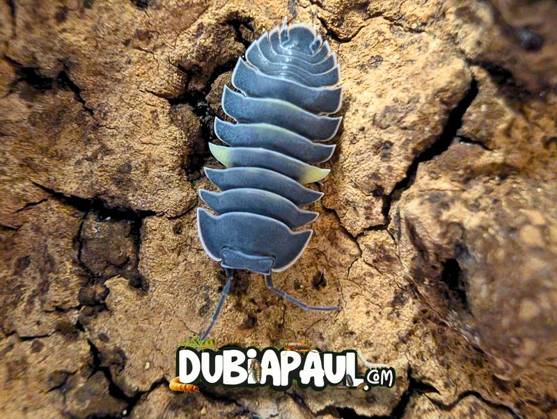 Ardentiella Sp "Phantom"