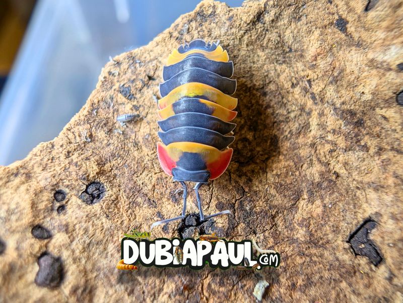Ardentiella Sp "Scarlet-Tricolor"