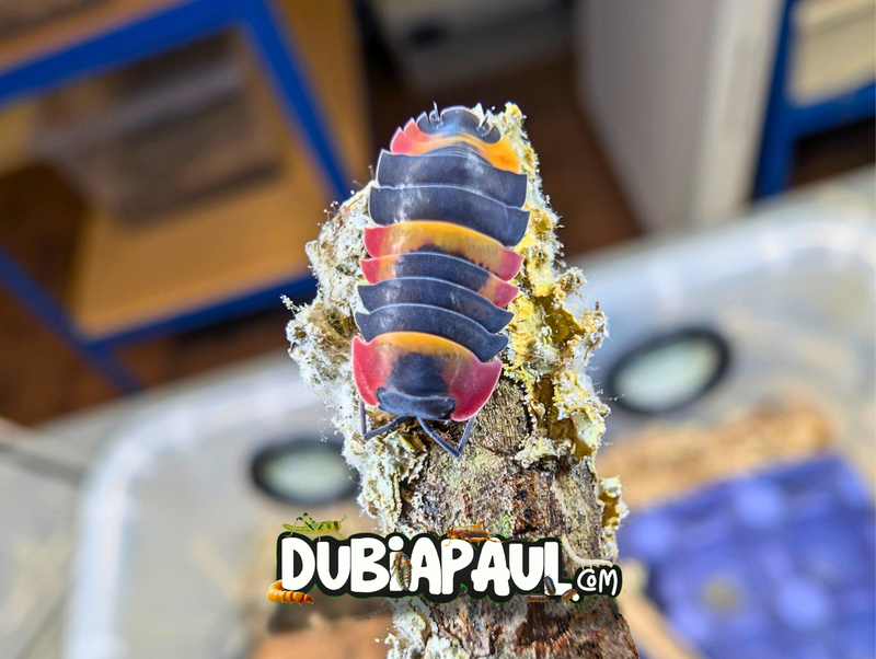 Ardentiella Sp "Tricolor"
