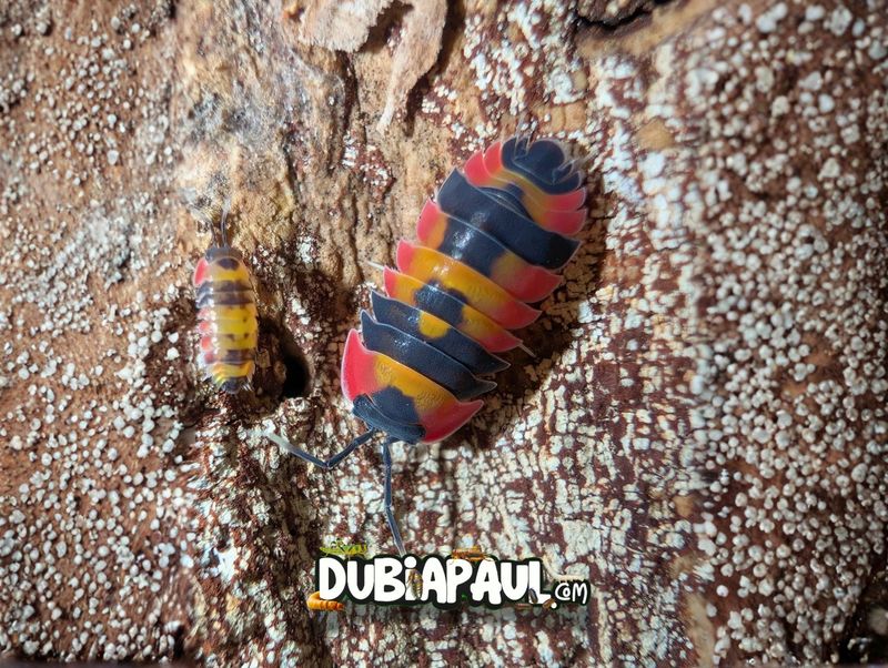 Ardentiella Sp "Red Phoenix"