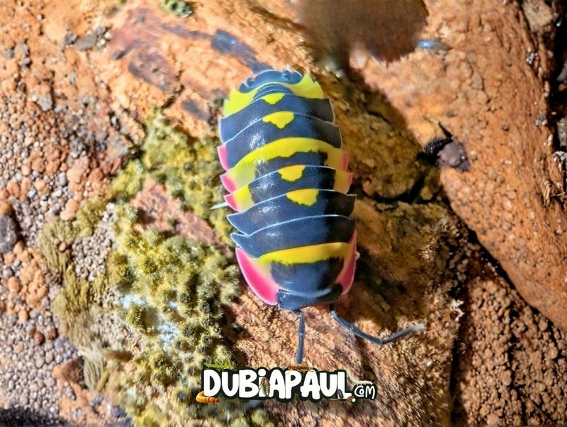 Ardentiella Sp "Yellow Arrow"