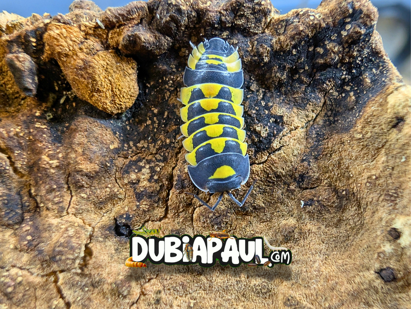Ardentiella Sp "Yellow Hornet"