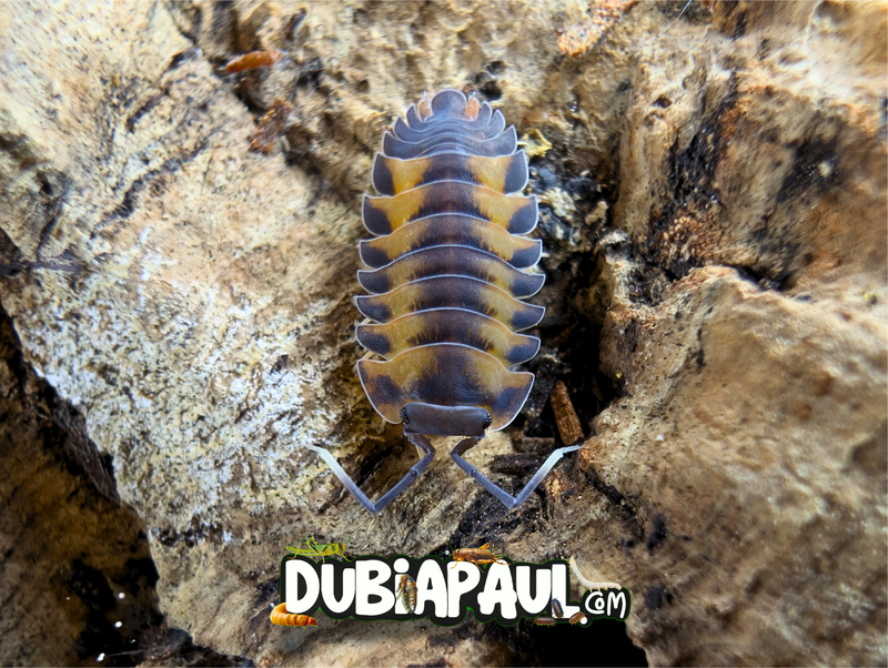 Ardentiella Sp "Volcano"