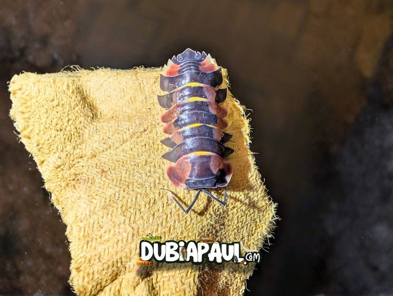 Ardentiella Sp "Purple Pastel"