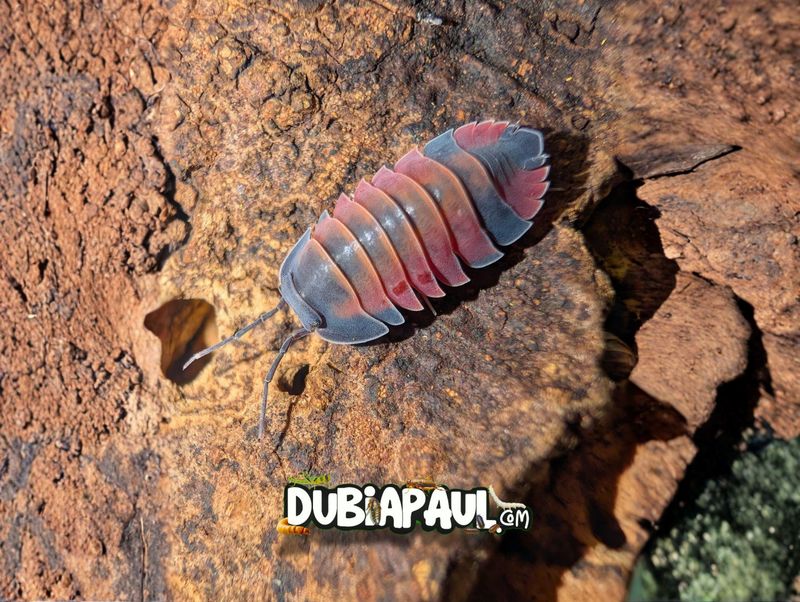 Ardentiella Sp "Cherry Lava"