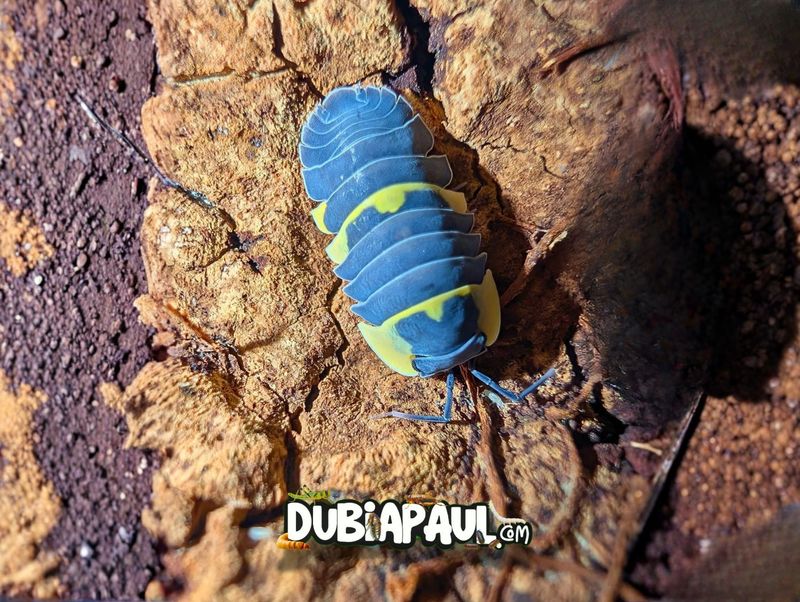 Ardentiella Sp "Batman"