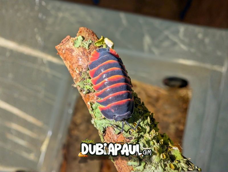Ardentiella Sp "Ember Bee-Red"