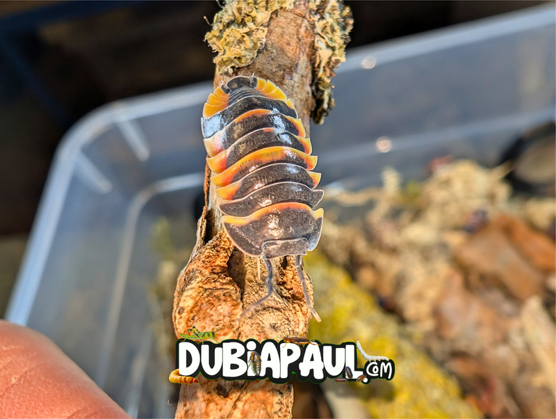 Ardentiella Sp "Ember Bee Yellow-Orange"