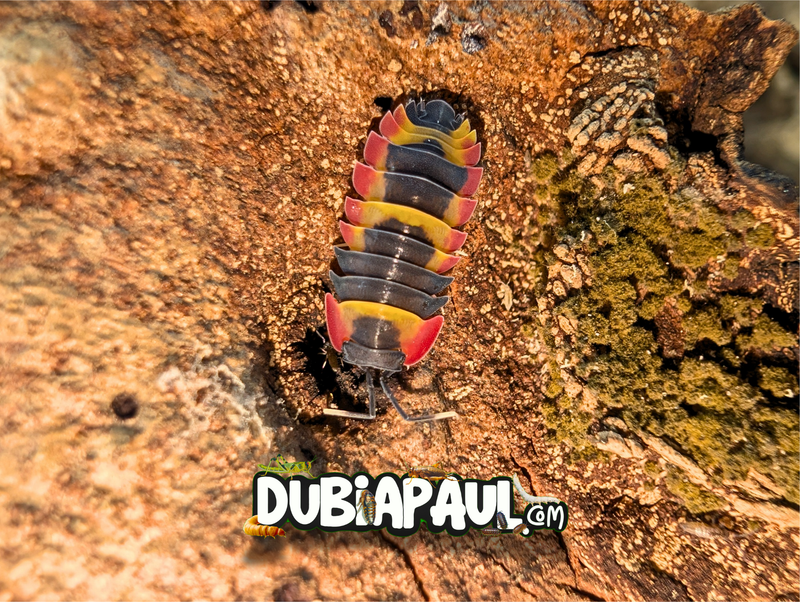 Ardentiella Sp "Blister"