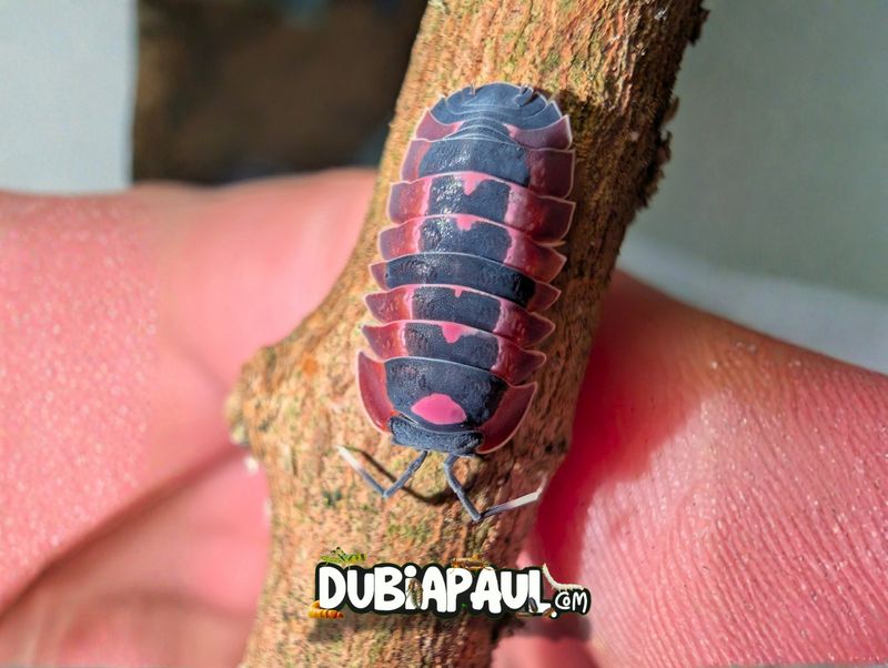 Ardentiella Sp "Pink Lambo-Red"