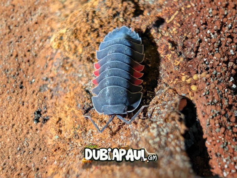Ardentiella Sp "Lava"