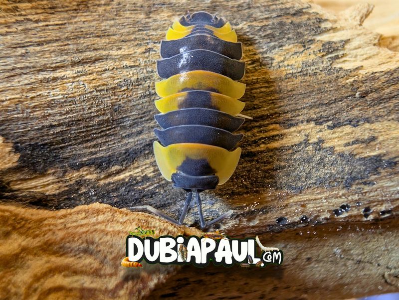 Ardentiella Sp "Yellow Phoenix"