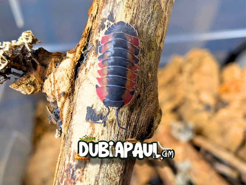 Ardentiella Sp "Diablo Crimson-Red Edge"