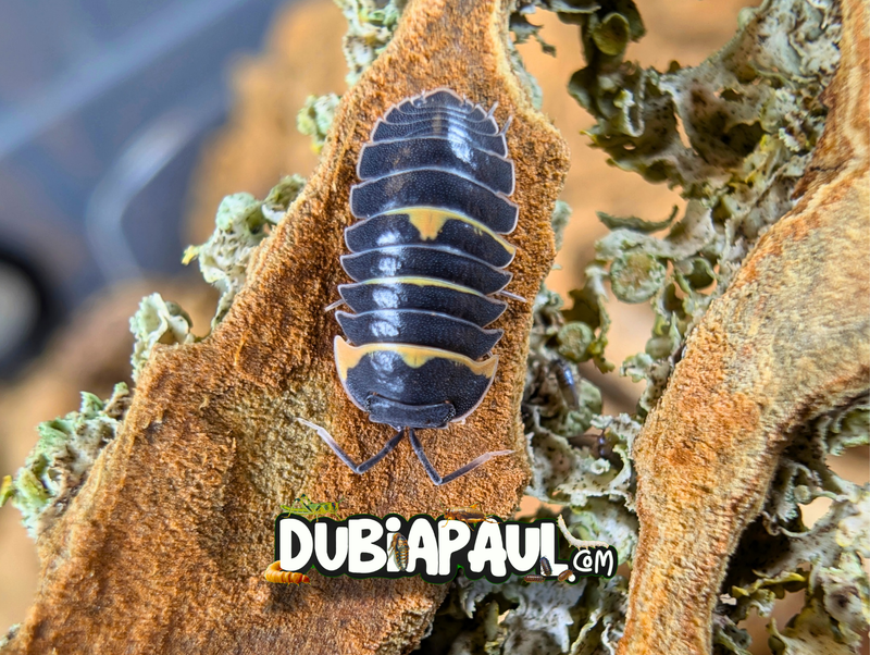 Ardentiella Sp "Diablo Crimson-Batman"