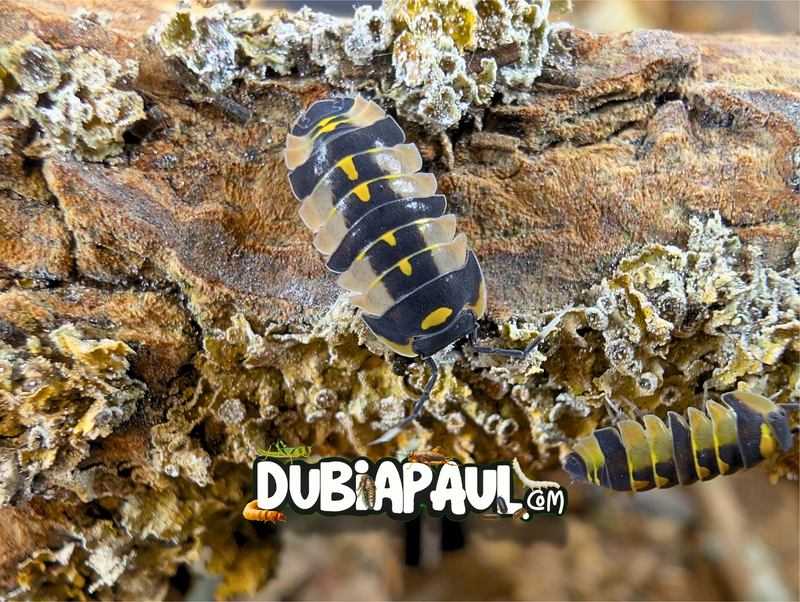 Ardentiella Sp Inarius "Glass"