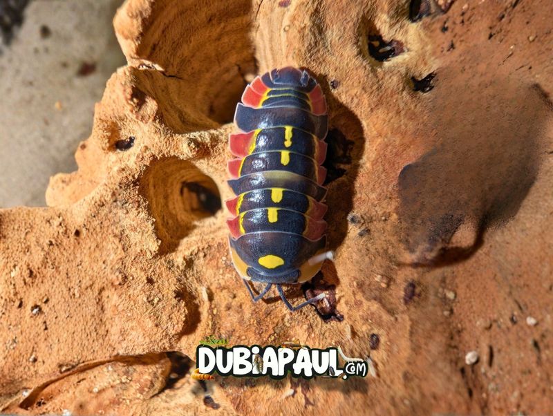 Ardentiella Sp Inarius "High Red"