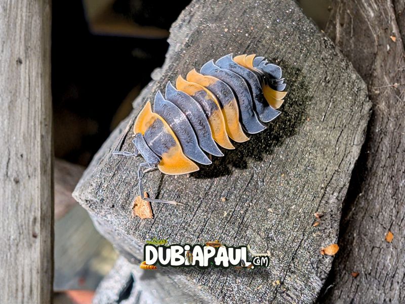 Ardentiella Sp "Bicolor"