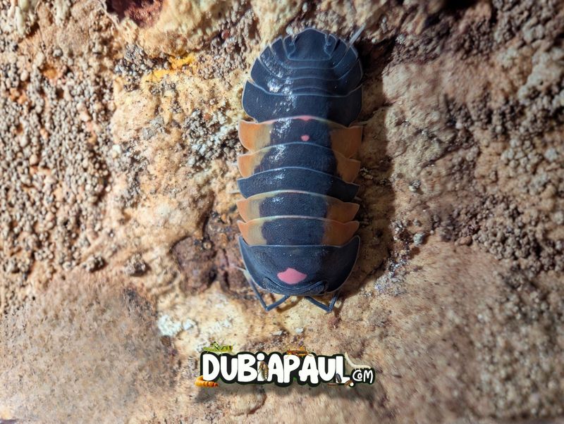 Ardentiella Sp "Pink Lambo-Orange"
