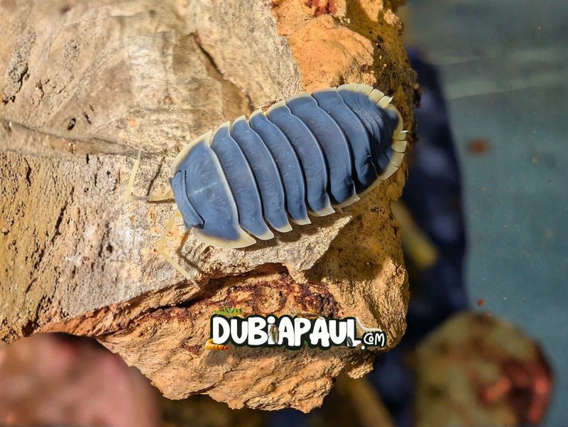 Ardentiella Sp "Milk Edge"