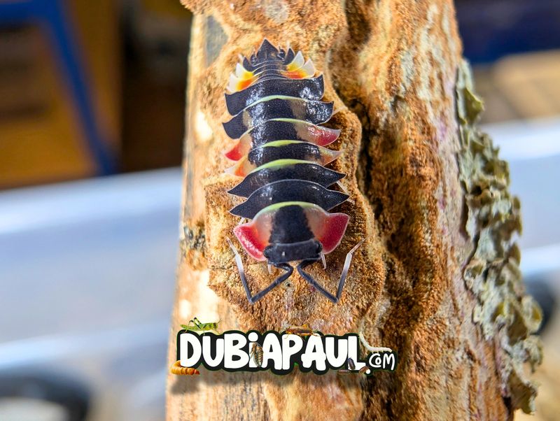 Ardentiella Sp "Aurora Pastel"