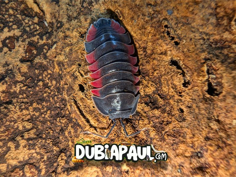 Ardentiella Sp "Lava-Red Passion"