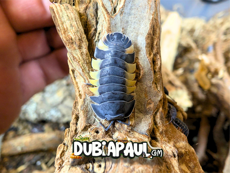Ardentiella Sp "Lava Pastel-Yellow"