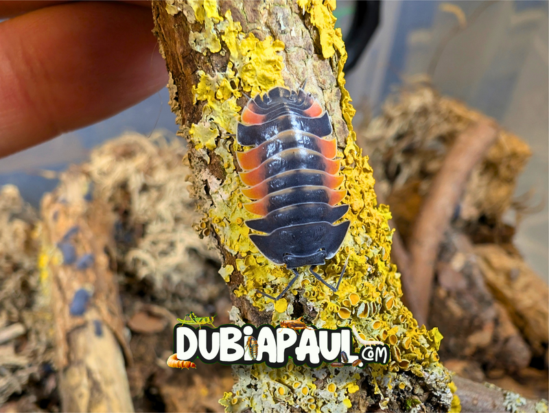 Ardentiella Sp "Lava Pastel-Orange"