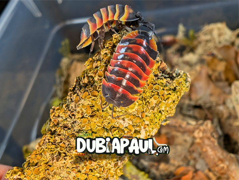 Ardentiella Sp "Ember Bee-High Colour"
