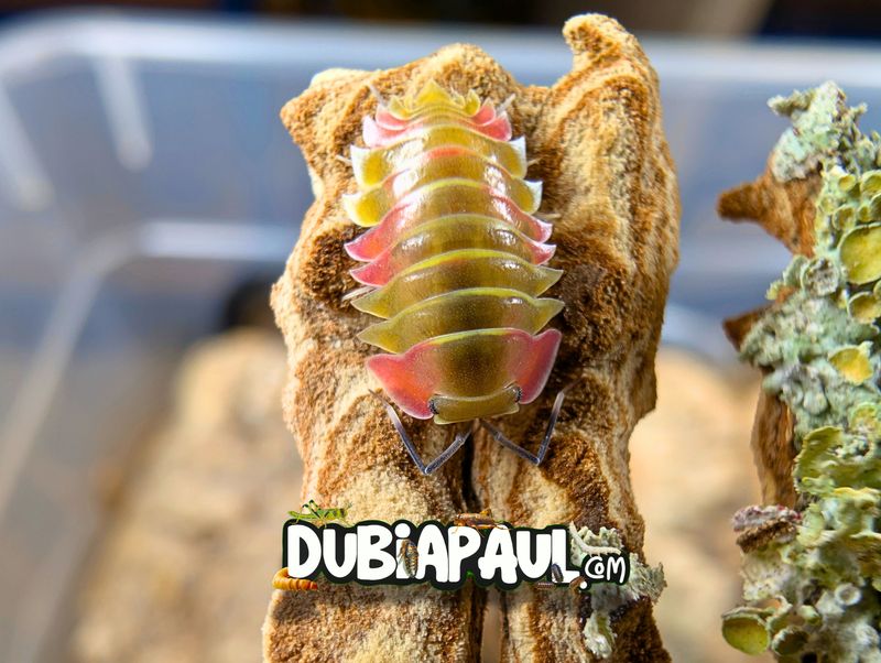 Ardentiella Sp "Aurora-Yellow Pink "