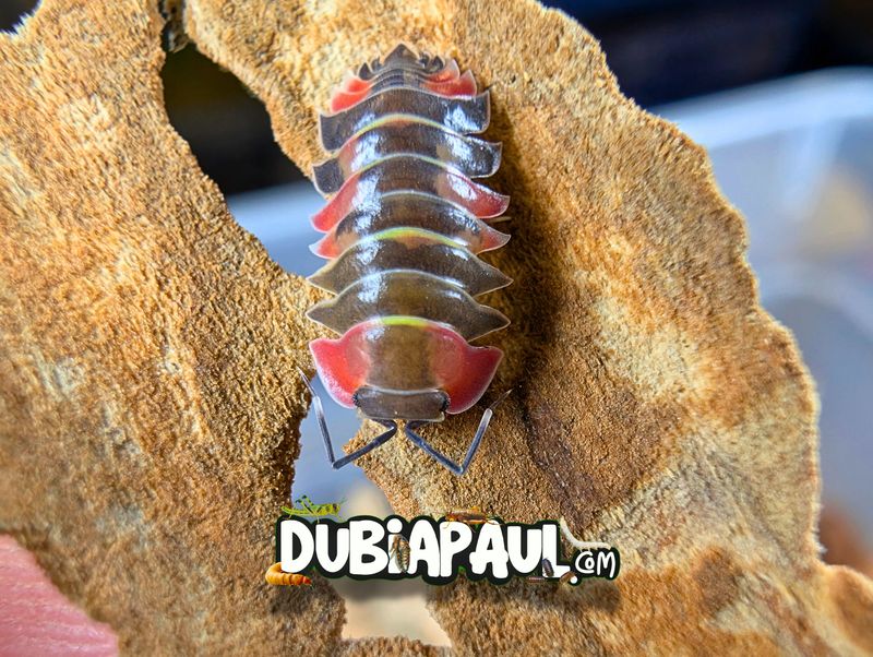 Ardentiella Sp "Aurora Pastel-Red"