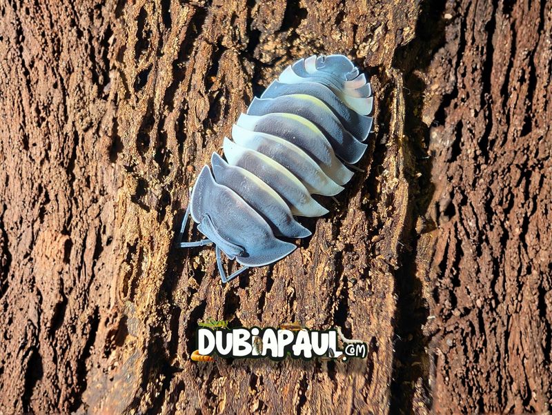 Ardentiella Sp "Phantom Pastel"