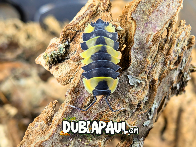 Ardentiella Sp "Phoenix Pastel-Yellow"