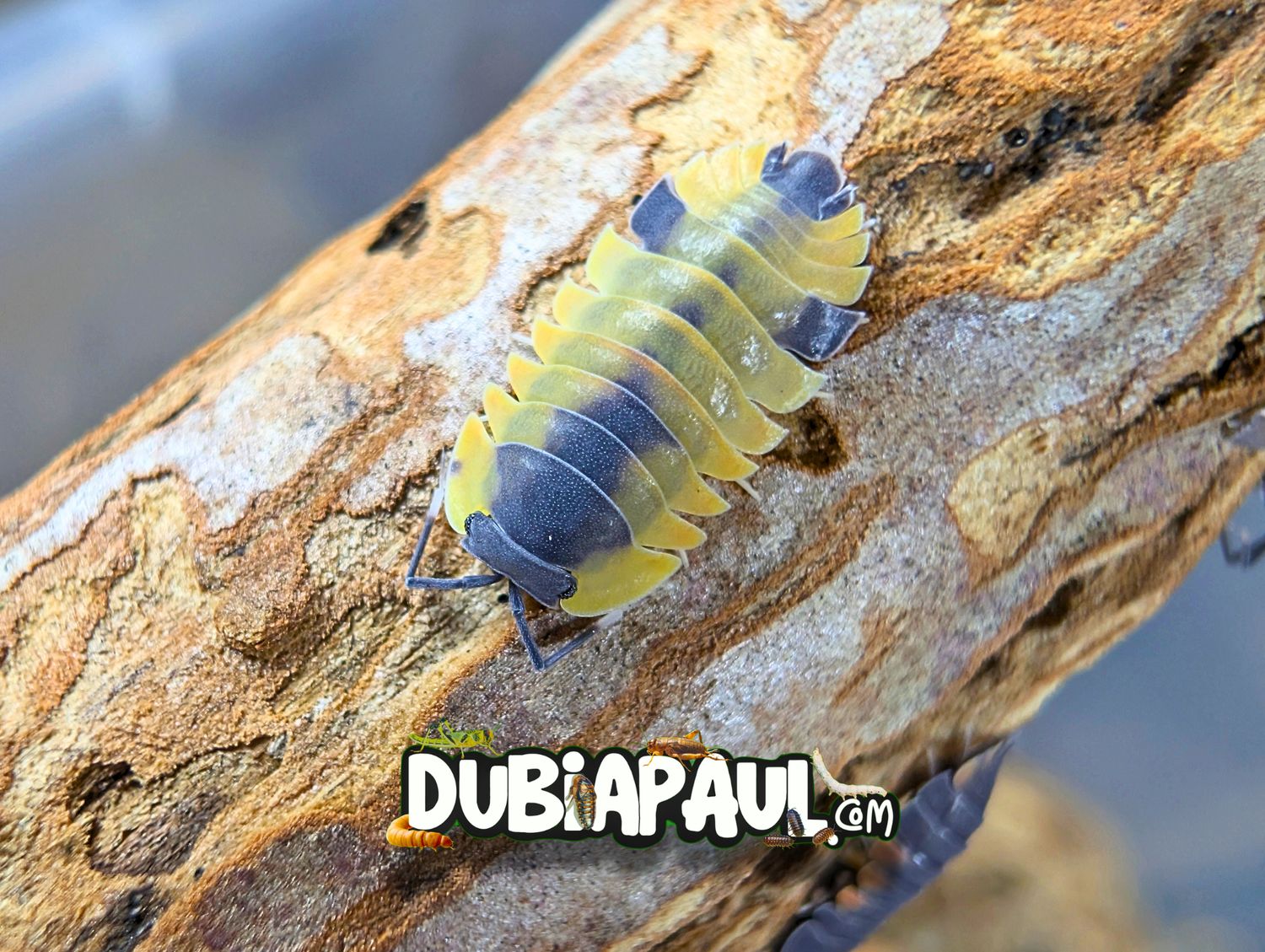 Ardentiella Sp "Lava Pastel-High Yellow"