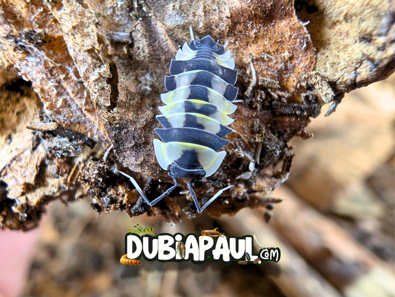 Ardentiella Sp "Phoenix Pastel-High White"