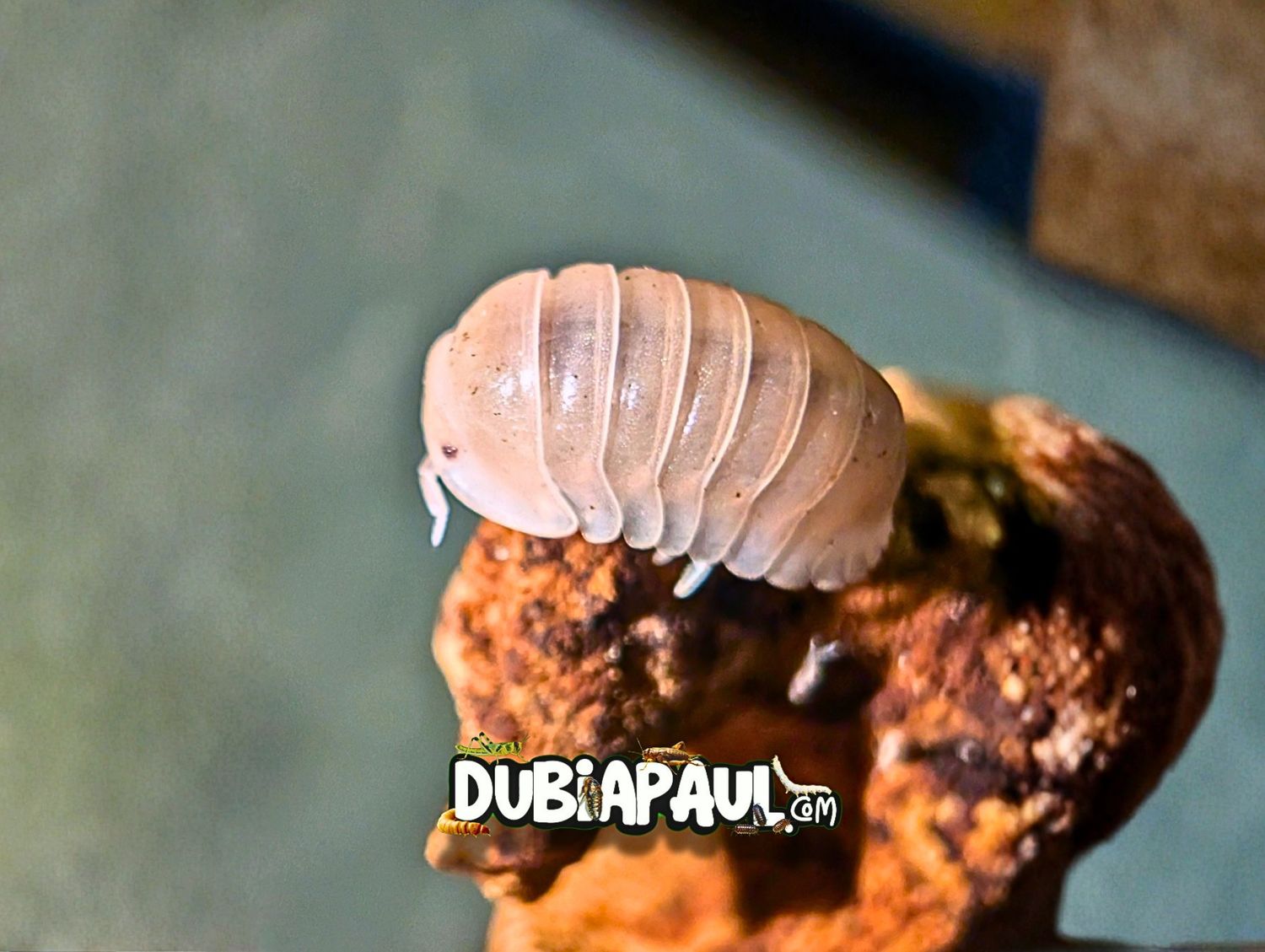 Cubaris Sp Panda King "Pink Rose"