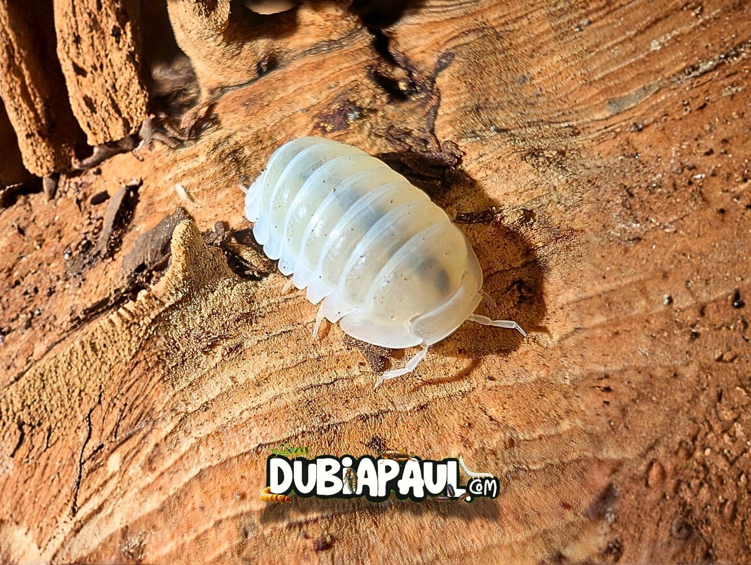 Cubaris Sp Panda King "White"